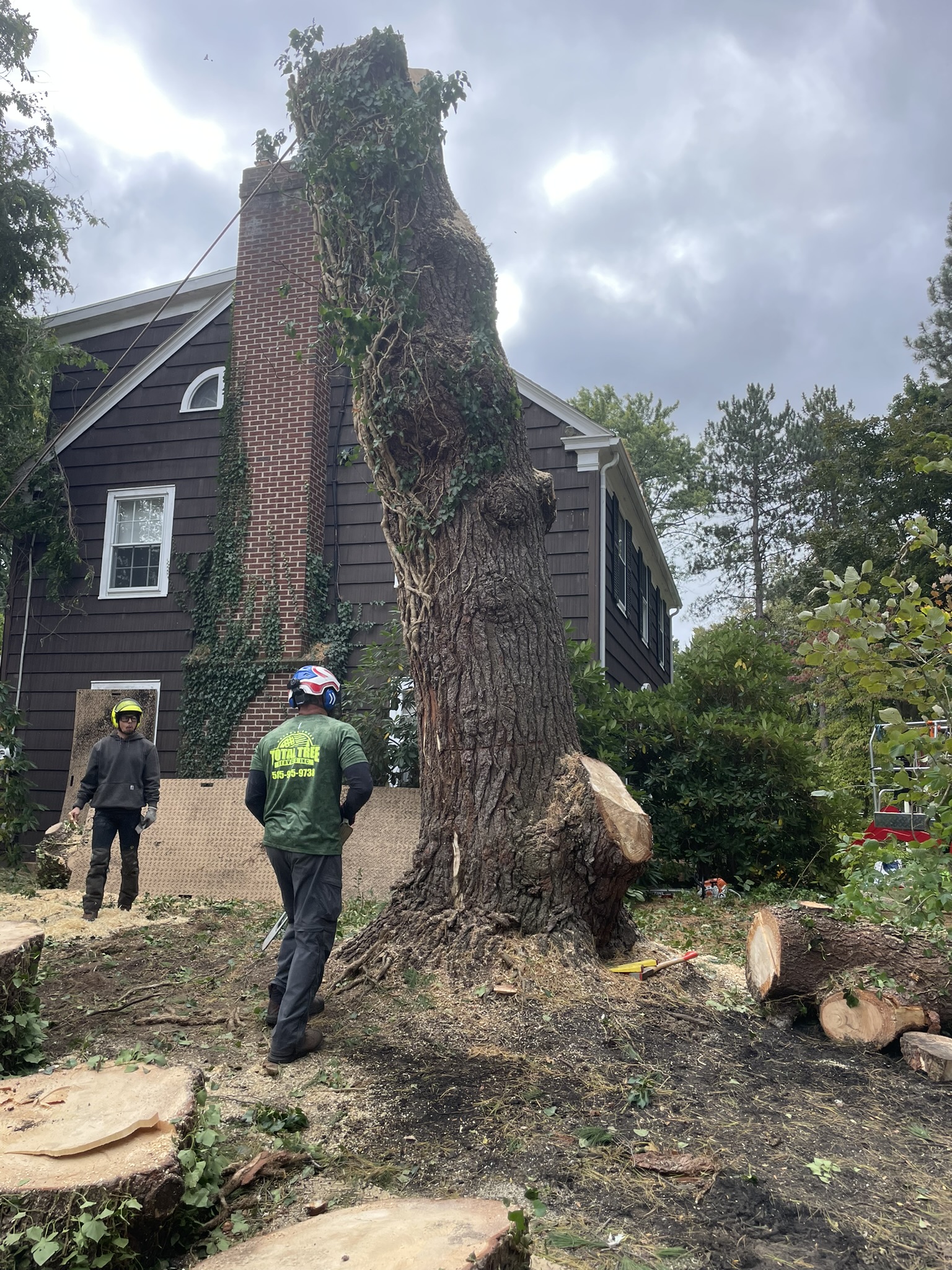 Emergency Tree Removal Services